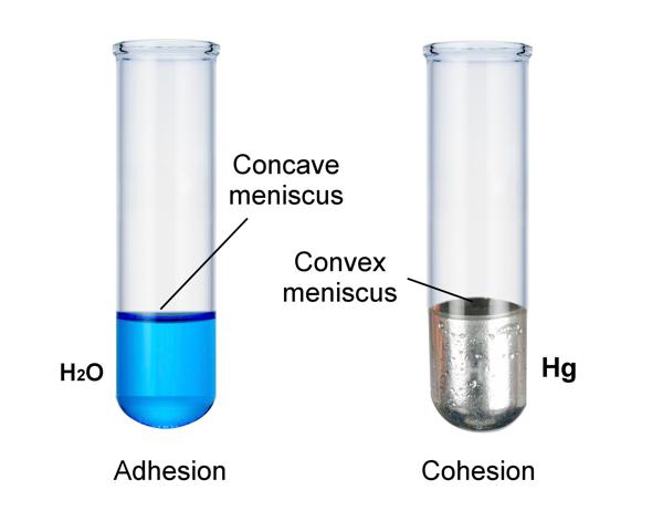Menescus-formation-Liquids