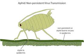 Aphid- Vectored virus carrier