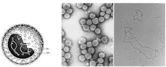 Tomato spotted wilt virus