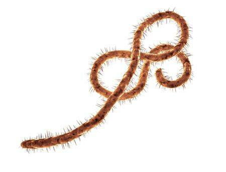 Ebola virus
