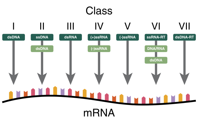 Baltimore mRNA structure