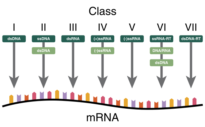 Baltimore mRNA structure 