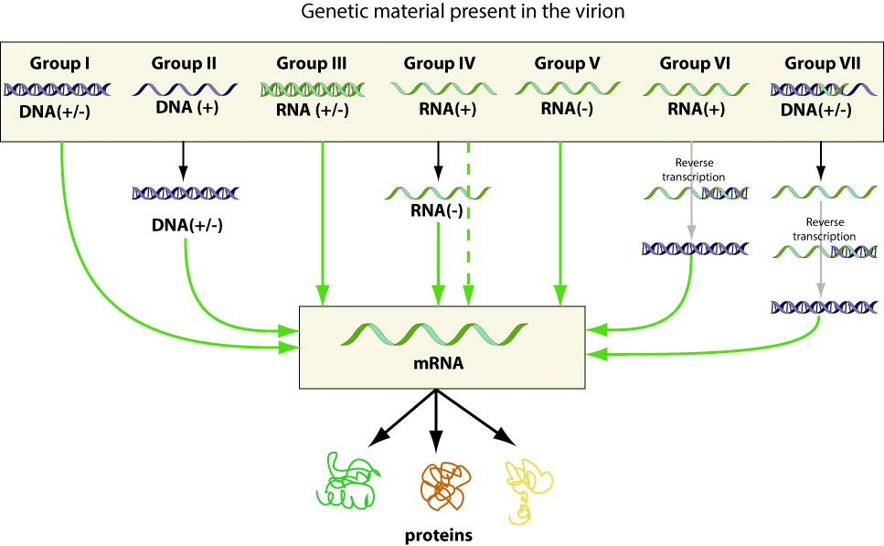 classification of viruses