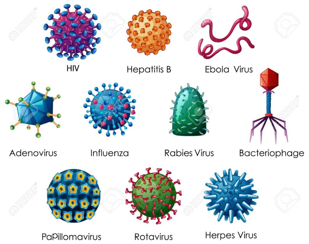 Different examples of viruses with their structure