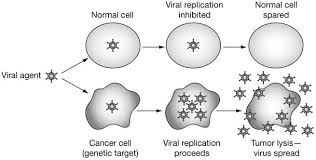 Oncolytic virotherapy