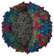 poliovirus