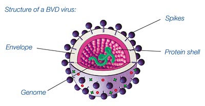 BVD virus