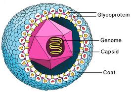 structure of virus