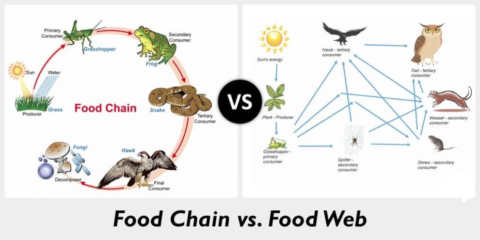 Food chains versus Food webs